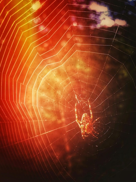 Close-up of spider on web at night