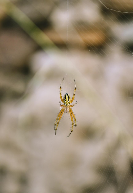 Photo close-up of spider on web