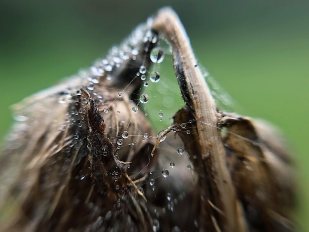 Photo close-up of spider on web