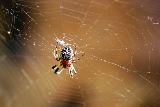 Photo close-up of spider on web