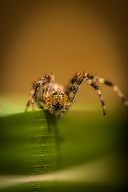 Photo close-up of spider on web