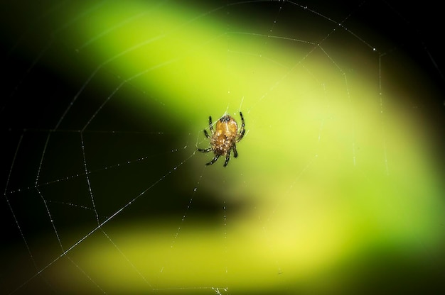 Photo close-up of spider on web