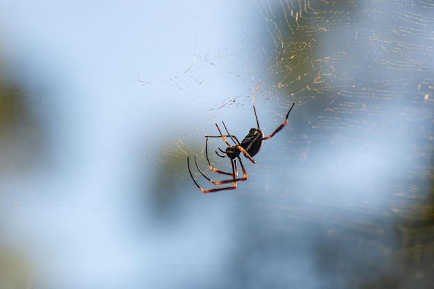 Close up of Spider on a WebGolden Orb Weaver Spider