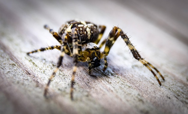 Close-up of spider