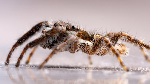 Photo close-up of spider