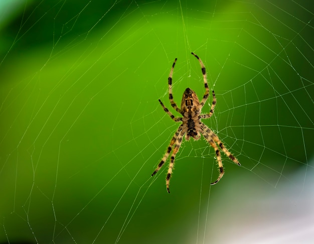 Close-up of a spider