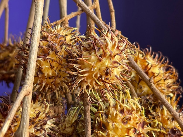 Close up of spikey rambutan fruit