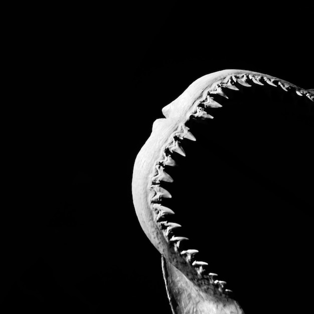 Close-up of spiral object over black background