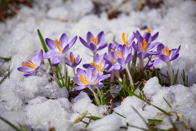 Close up spring crocus flower in the melting snow in the sun sunshine