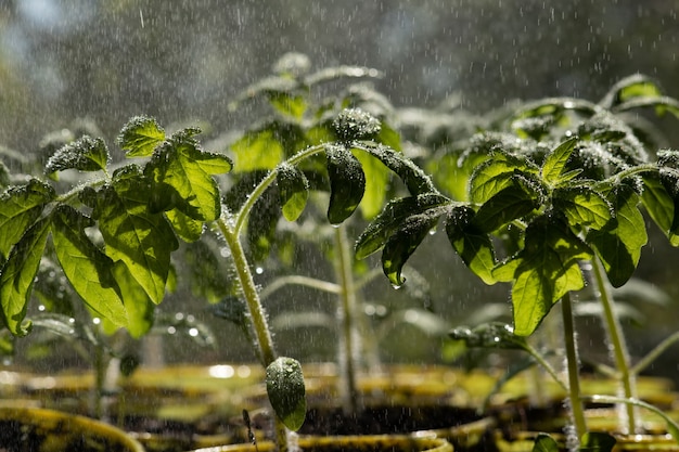 Close up sprinkling tomato seedlings water drops on tomato leaves plants