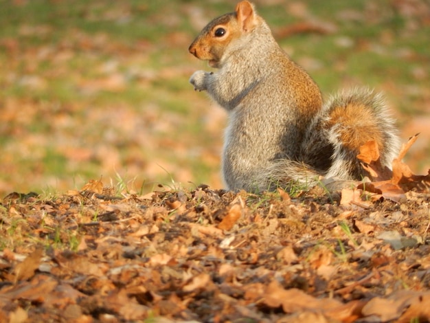 Photo close-up of squirrel on field