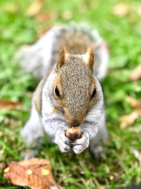 Photo close-up of squirrel on rock