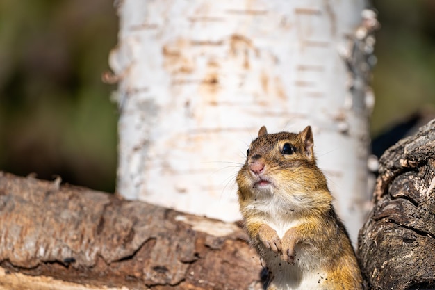 Photo close-up of squirrel on tree trunk