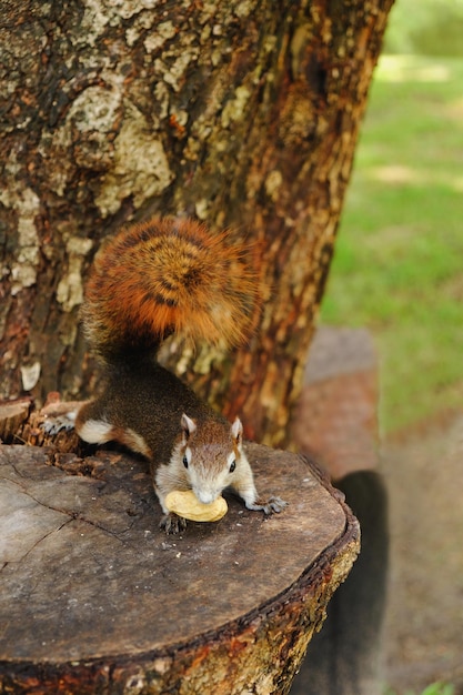 Photo close-up of squirrel on tree trunk