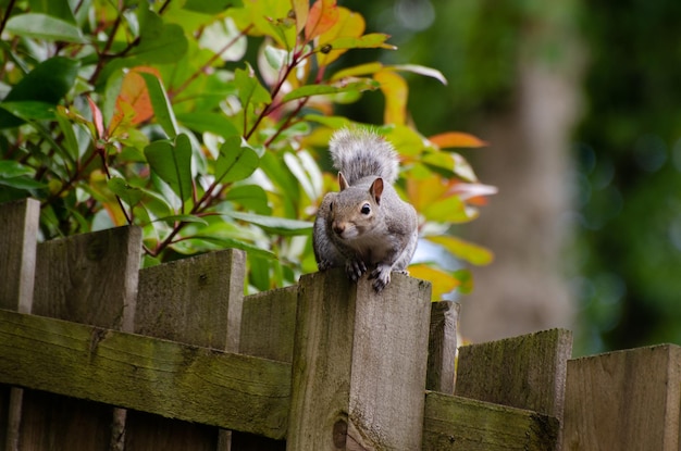 Close-up of squirrel on wooden post