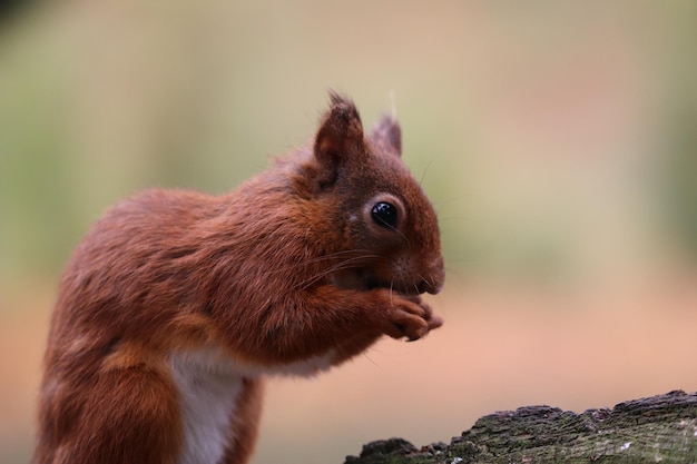 Close-up of squirrel