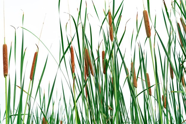 Photo close-up of stalks in field against clear sky