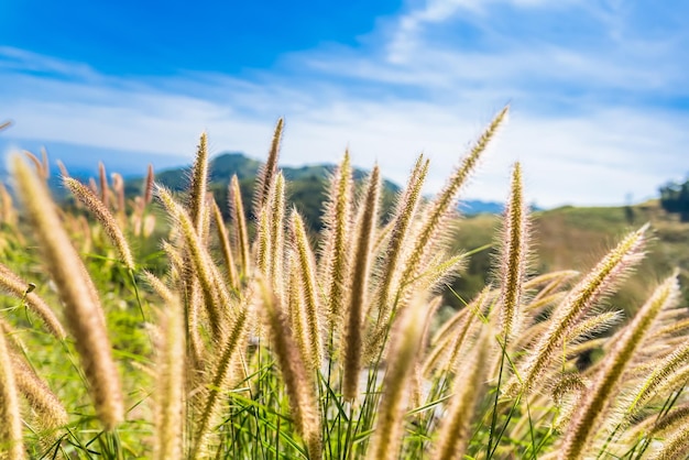 Close-up of stalks in field against sky