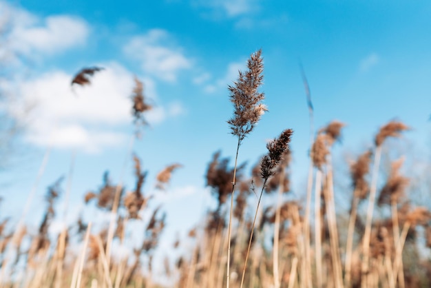 Close-up of stalks in field against sky