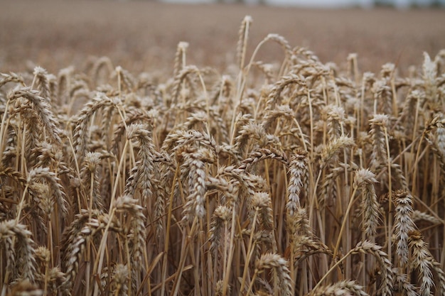 Photo close-up of stalks in field