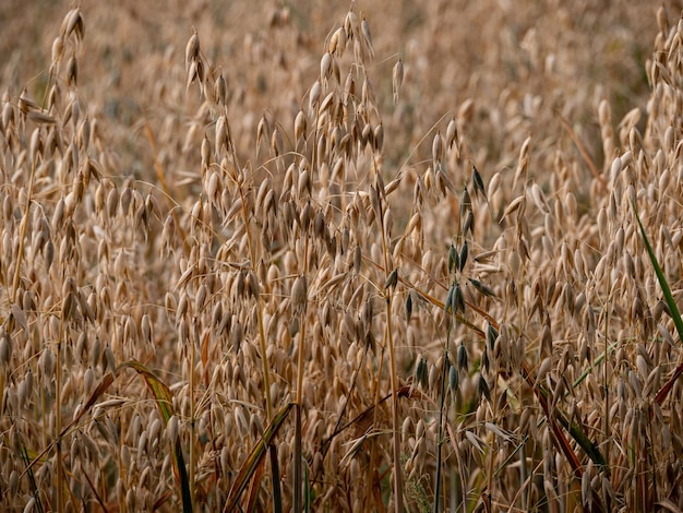 Photo close-up of stalks in field