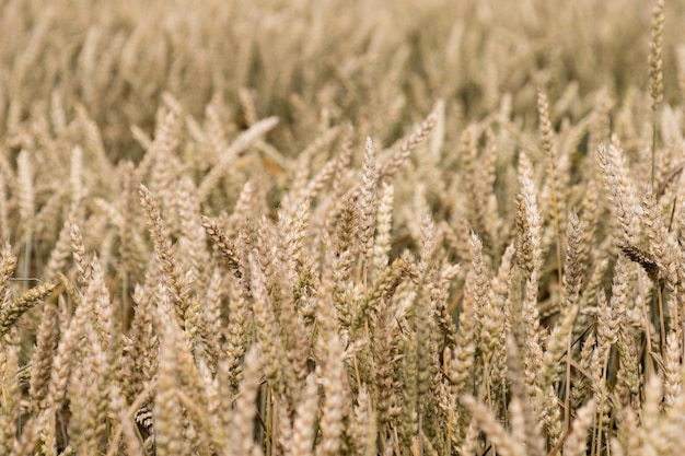 Photo close-up of stalks in field