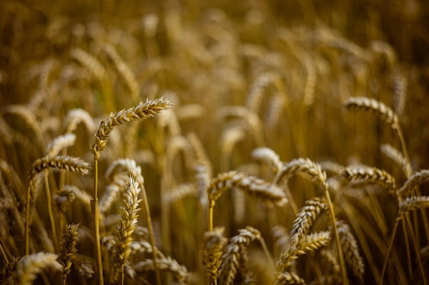 Close-up of stalks in field