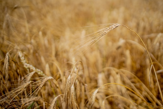 Close up of stems of gold and ripe rye