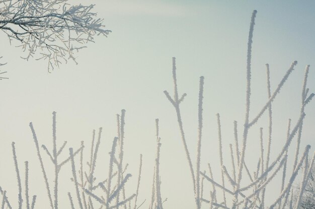 Close up sticking out tree branches covered with hoarfrost concept photo