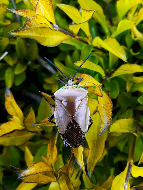 Close-up of stink bug pollinating on yellow leaf