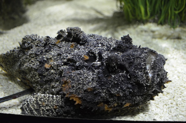 Photo close-up of stonefish in aquarium