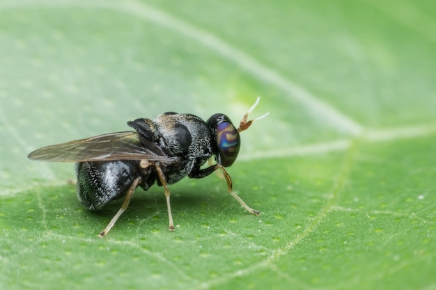 Close up Stratiomyidae on green leaf