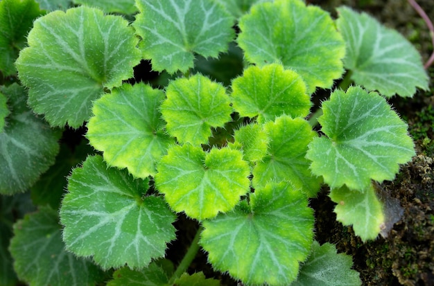 Close up of Strawberry Begonia plant Saxifraga stolonifera