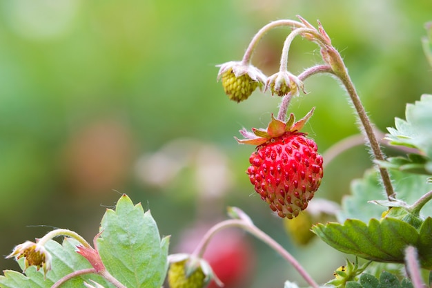 Close-up of strawberry bush with small green and big red ripe delicious berries lit by summer sun on blurred dark soil background. Agriculture, farming and healthy food concept.