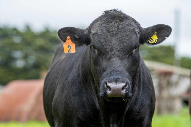 Close up of Stud Beef bulls cows and calves grazing on grass in a field in Australia breeds of cattle include speckled park murray grey angus brangus and wagyu eating grain and wheat