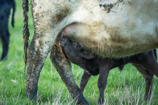 Close up of Stud Beef bulls and cows grazing on grass in a field in Australia eating hay and silage breeds include speckled park murray grey angus brangus and wagyu