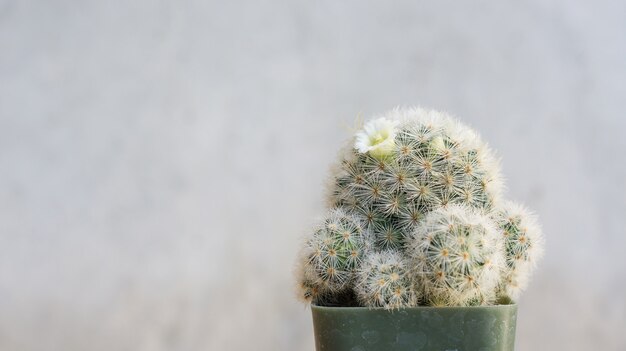 Photo close up of succulent cactus on a gray background.