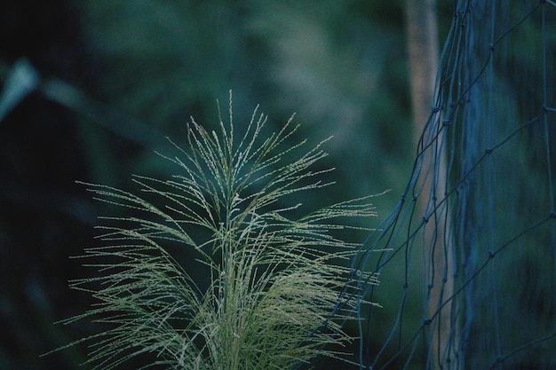 Photo close-up of succulent plant on field