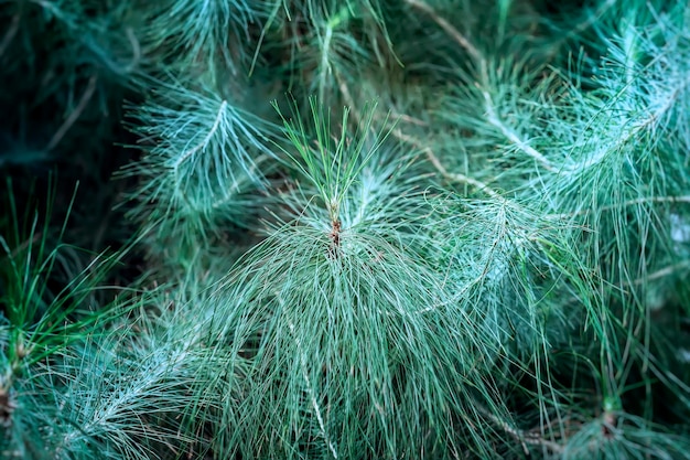 Photo close-up of succulent plant on field