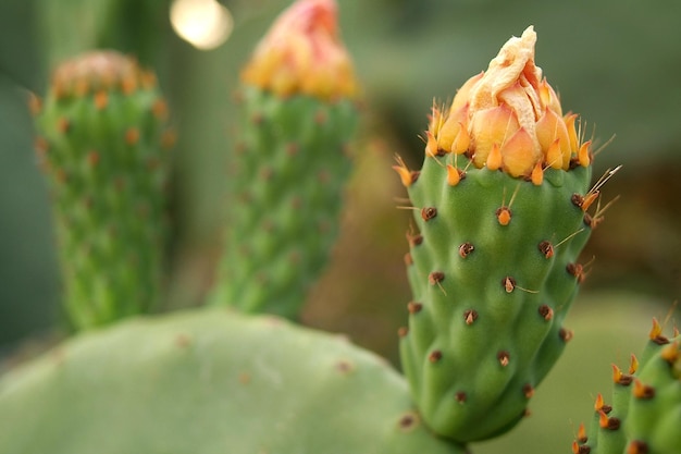 Close-up of succulent plant growing outdoors