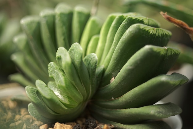 Close up on succulent plants detail