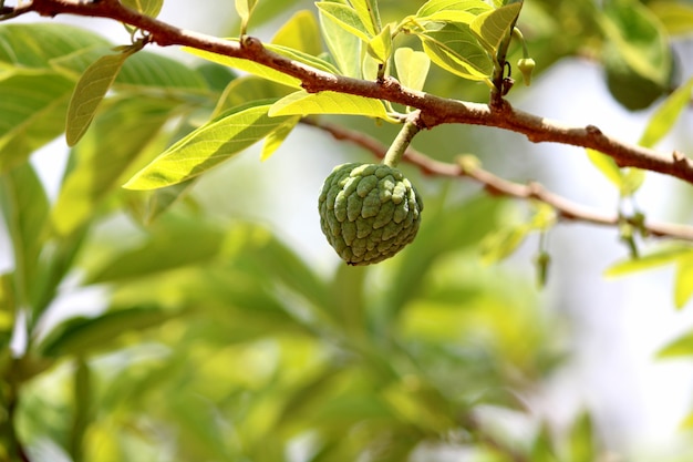 Close-up sugar apple fruit on the tree. Annona squamosa or sweetsop fruit.