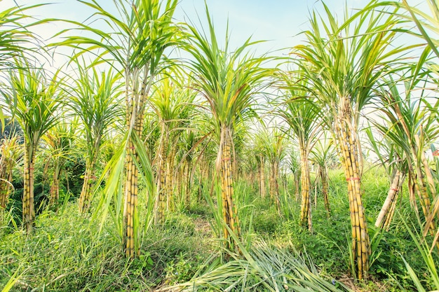 Close up sugarcane in plantation in Thailand