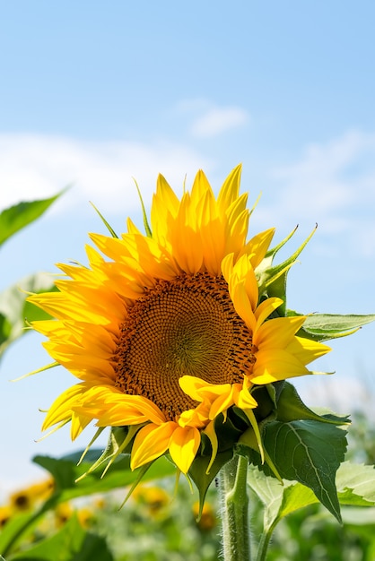 Close-up of sun flower against a blue sky