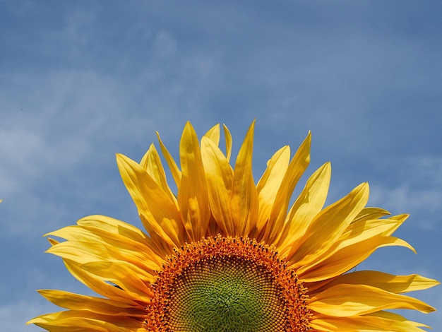 Photo close-up of sunflower against sky