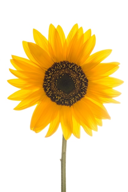 Close-up of sunflower against white background