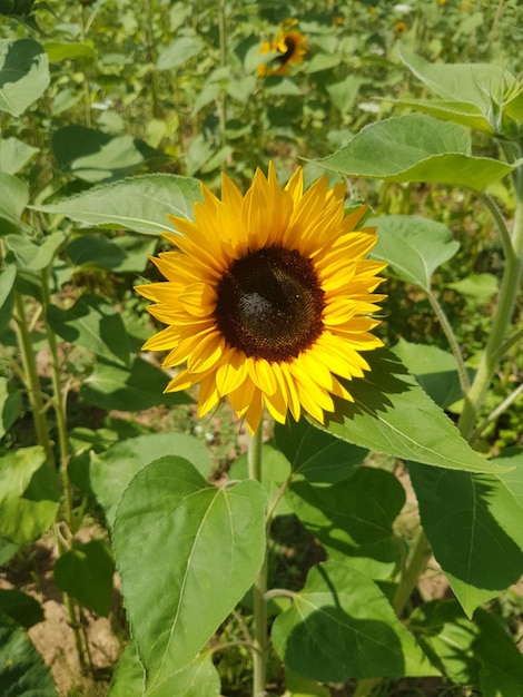 Close-up of sunflower blooming outdoors