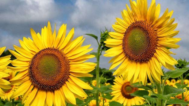 Close up of sunflower in field at summer