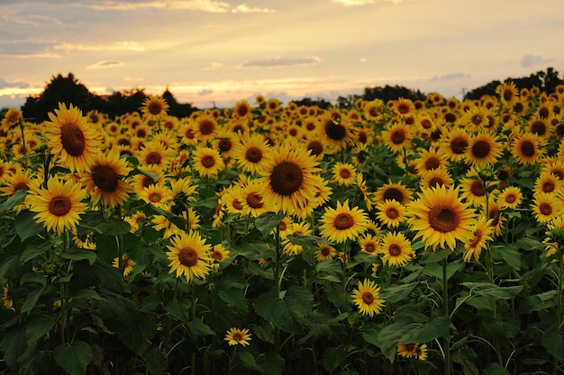 Close-up of sunflower field