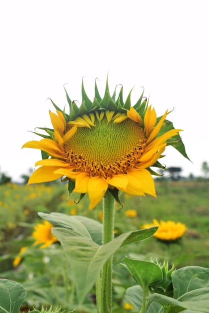 Close Up Sunflower in Field